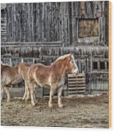 Belgian Draft Work Horses Pomfret Vermont Wood Print