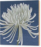 Morning Chrysanthemums V Indigo #1 Wood Print