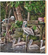 Pelicans #1 Wood Print