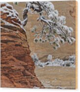 Pine Tree In Zion Natl Park #1 Wood Print