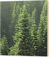 Pine Tree Wood Print
