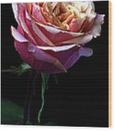 Pink Rose #1 Wood Print