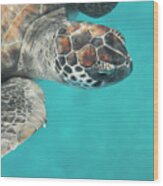 Portrait Of Green Turtle Underwater #1 Wood Print