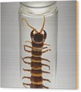 Preserved Amazonian Giant Centipede #1 Wood Print