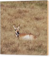 Pronghorn Antelope At Custer State Park #1 Wood Print