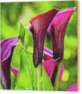 Purple Calla Lily Flower Wood Print