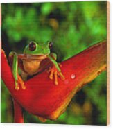 Red-eyed Tree Frog Agalychnis #1 Wood Print