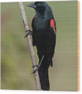 Red-winged Blackbird #1 Wood Print