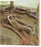 Roots On Rock #1 Wood Print
