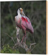 Roseate Spoonbill  #1 Wood Print