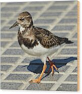 Ruddy Turnstone Arenaria Interpres #1 Wood Print