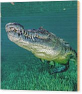 Saltwater Crocodile Of Cuba #1 Wood Print