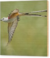Scissor-tailed Flycatcher #1 Wood Print