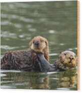 Sea Otter Mother Carrying Pup, Elkhorn Slough #1 Wood Print