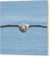 Short-tailed Albatross Flying #1 Wood Print