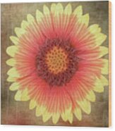Single Indian Blanket Flower #1 Wood Print