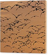 Snow Geese, Bosque Del Apache National #1 Wood Print