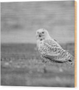 Snowy Owl 5872 #1 Wood Print
