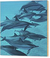 Spinner Dolphins #1 Wood Print