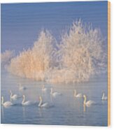 Swan Lake #1 Wood Print