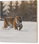 The Siberian Tiger, Panthera Tigris Tigris #1 Wood Print