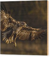The White-tailed Eagle, Haliaeetus Albicilla #1 Wood Print