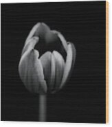 Tulip In Mono #1 Wood Print