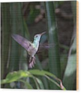 Versicolored Emerald Hummingbird Hovers #1 Wood Print