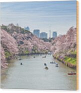 View Of Massive Cherry Blossoming #1 Wood Print