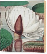 Water Lily From William Sharps #1 Wood Print