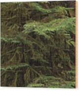 Western Hemlock Tree, Hoh Rainforest #1 Wood Print