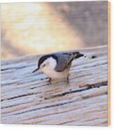 White Breasted Nuthatch #2 Wood Print
