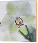 White Orchid #1 Wood Print