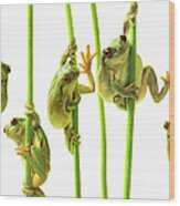 Whites Tree Frogs Climbing Plant Stems #1 Wood Print