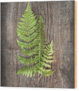 Woodland Fern Iii #1 Wood Print