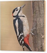 Woodpecker #1 Wood Print