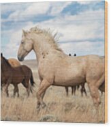 Wyoming Wild Stallion #1 Wood Print