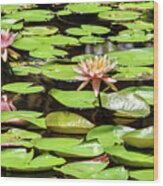 Water Lilies #10 Wood Print