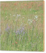 11075 Texas Wildflowers Wood Print