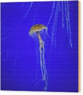 Japanese Jellyfish #13 Wood Print