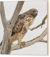 Red Tailed Hawk  #15 Wood Print