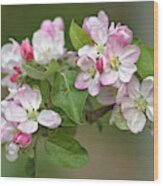 Apple Blossom (malus X Domestica) #2 Wood Print