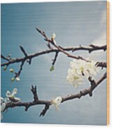 Apricot Blossoms Flower On Wild Spring #2 Wood Print