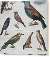 Birds That Are Protected, And Helpful #2 Wood Print