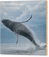Breaching Humpback Whale, Alaska #2 Wood Print
