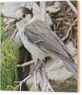 Camprobber - The Gray Jay #2 Wood Print
