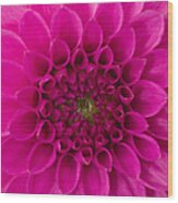 Dahlia #2 Wood Print