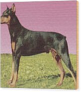 Doberman Pinscher #2 Wood Print