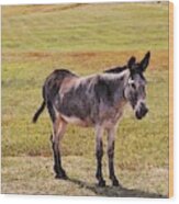 Donkey At Custer State Park #2 Wood Print