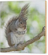 Eastern Grey Squirrel #2 Wood Print